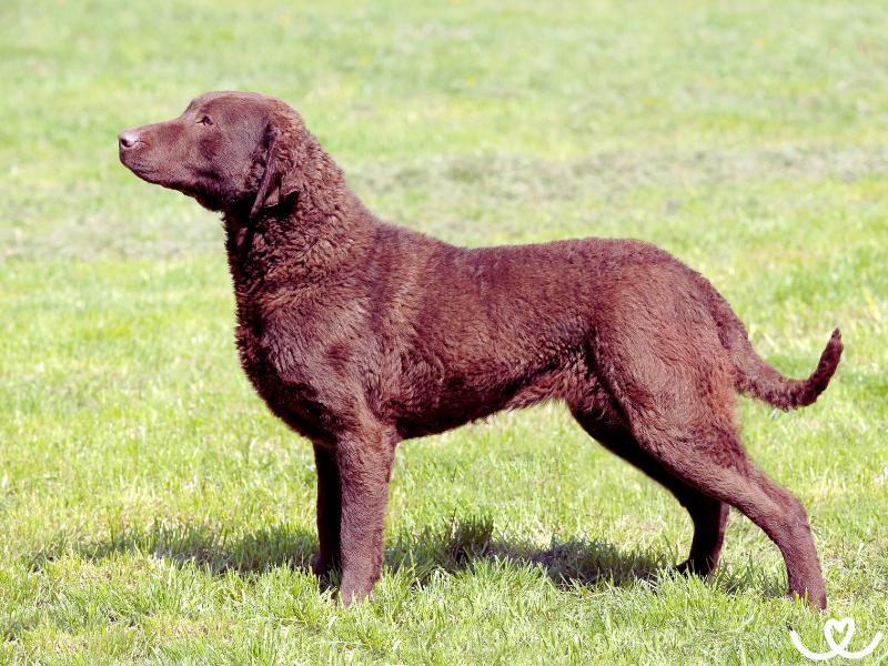 Psi-plemeno-chesapeake-bay-retriever (15)